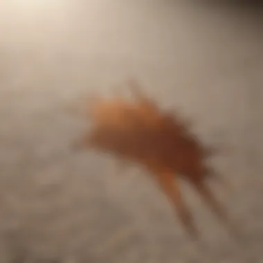 A close-up of a stain being treated on a carpet