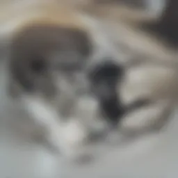 Safety equipment for dryer vent cleaning