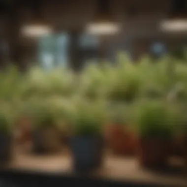 A vibrant selection of indoor herbs in various containers