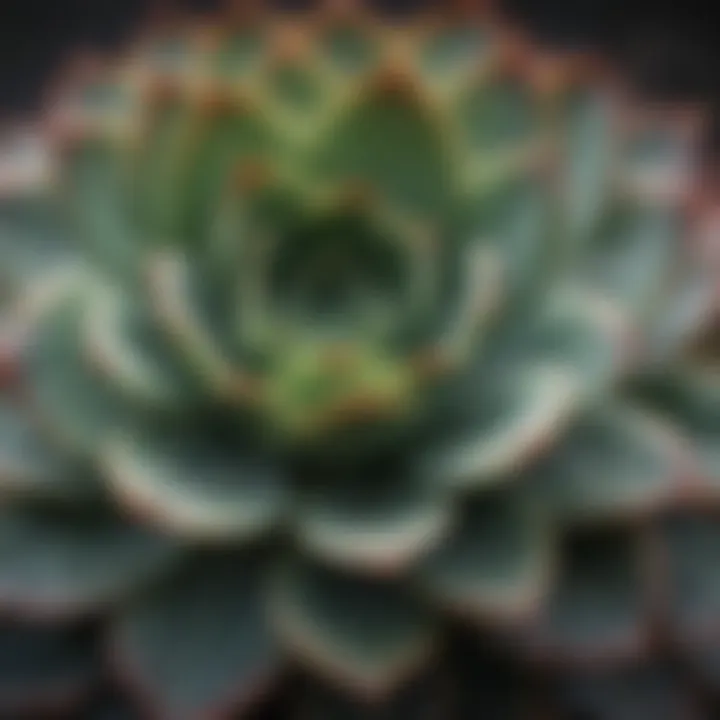 Close-up of succulent leaves showcasing their unique textures and colors.