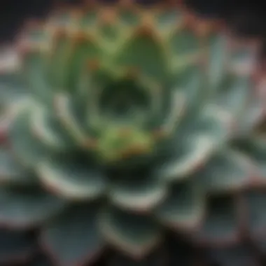 Texture and Color of Succulent Leaves Close-up of succulent leaves showcasing their unique textures and colors.