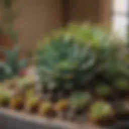 A vibrant collection of various succulent species arranged artistically.