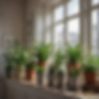 Diverse Selection of Indoor Plants Diverse selection of indoor plants on a sunny windowsill