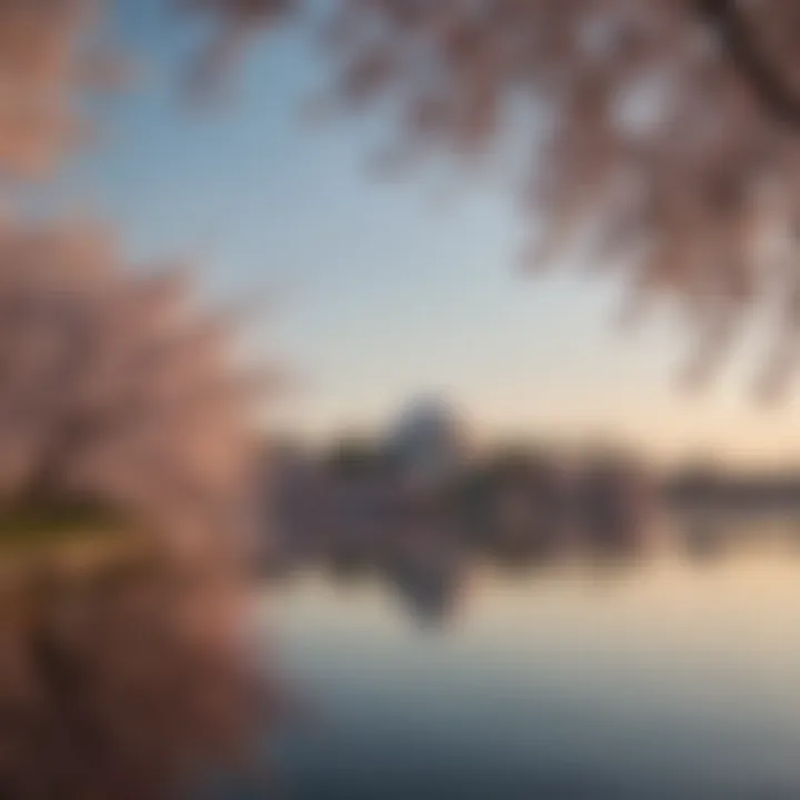 A serene view of the cherry blossoms around Tidal Basin, with the Jefferson Memorial peeking through the blossoms.