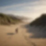 A scenic view of Pajaro Dunes with a dog playing on the beach